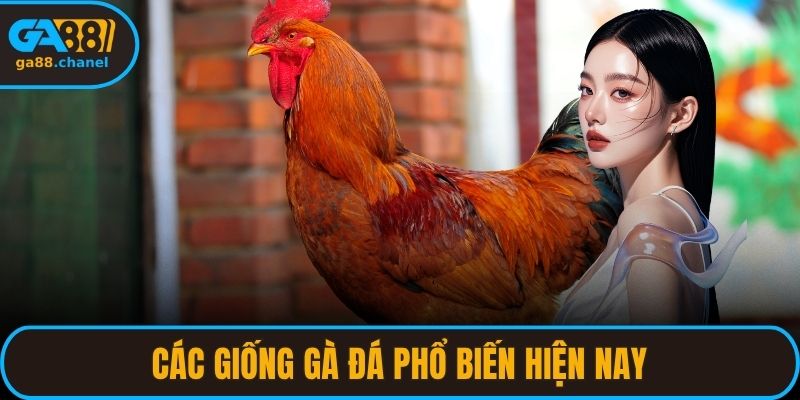 Các Giống Gà Đá Phổ Biến Hiện Nay