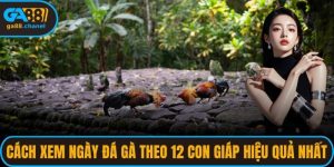 Cách Xem Ngày Đá Gà Theo 12 Con Giáp Hiệu Quả Nhất