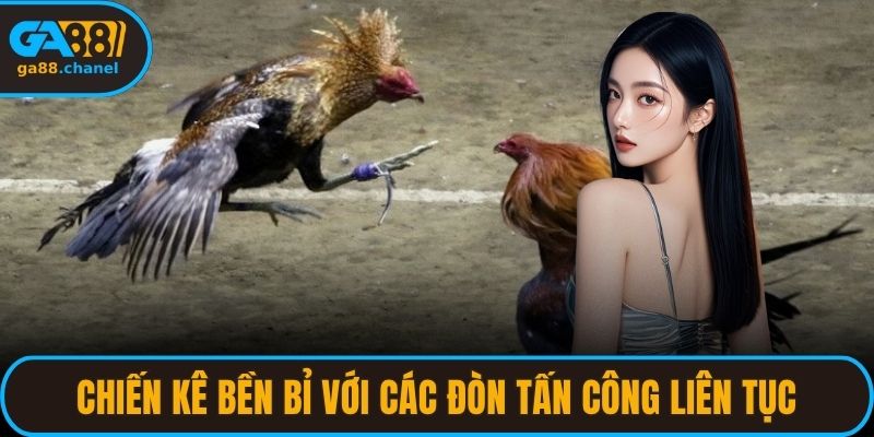 Chiến kê bền bỉ với các đòn tấn công liên tục