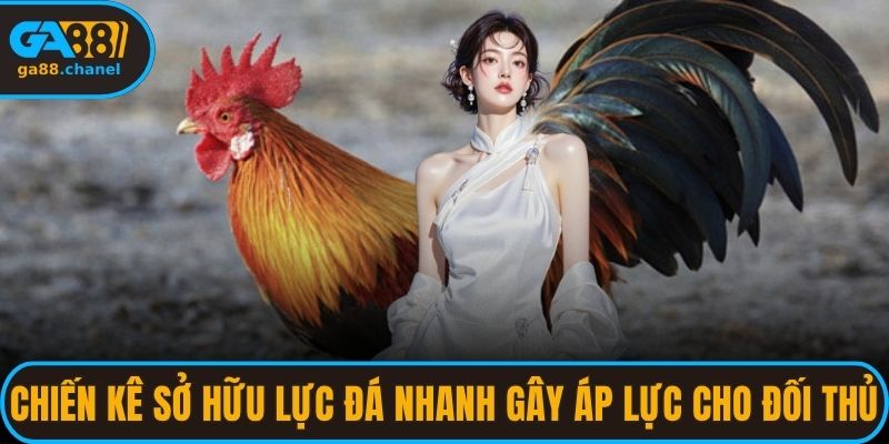 Chiến kê sở hữu lực đá nhanh gây áp lực cho đối thủ