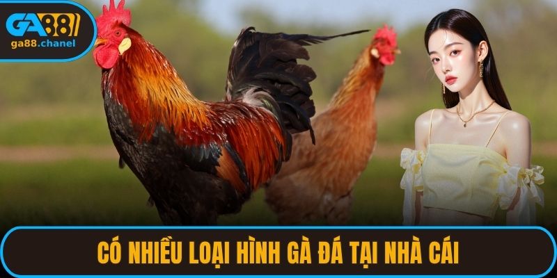 Có nhiều loại hình gà đá tại nhà cái