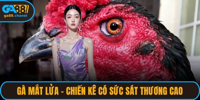 Gà Mắt Lửa – Chiến Kê Có Sức Sát Thương Cao