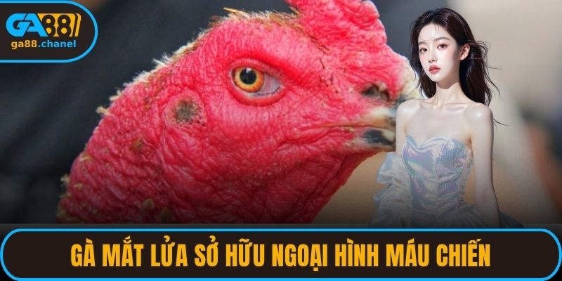 Gà mắt lửa sở hữu ngoại hình máu chiến