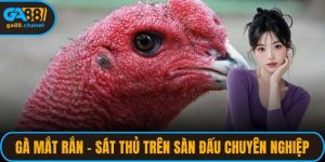 Gà Mắt Rắn – Sát Thủ Trên Sàn Đấu Chuyên Nghiệp