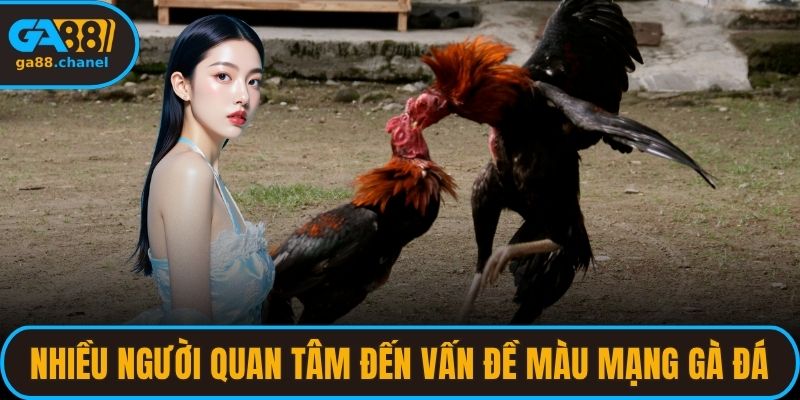 Nhiều người quan tâm đến vấn đề màu mạng gà đá