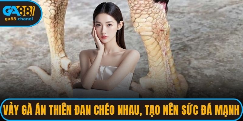 Vảy Gà Án Thiên Hiếm Tạo Nên Chiến Kê Đỉnh Cao
