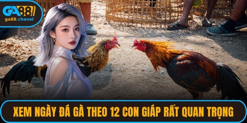Xem ngày đá gà theo 12 con giáp rất quan trọng