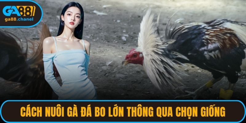 Cách nuôi gà đá bo lớn thông qua chọn giống
