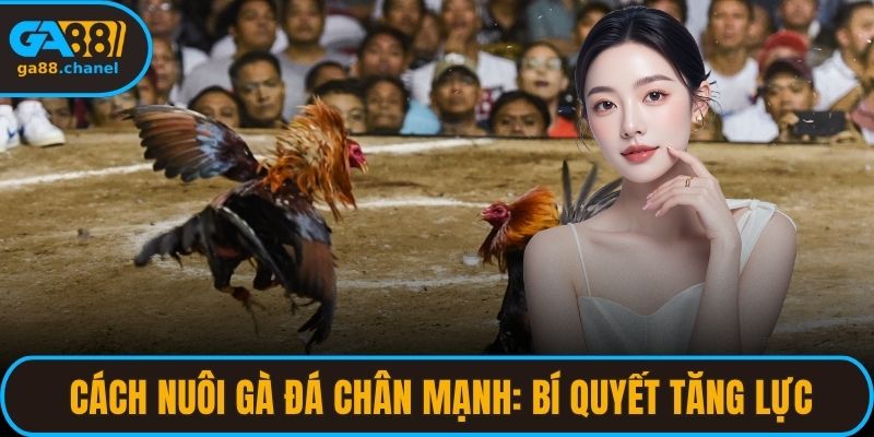 cách nuôi gà đá chân mạnh