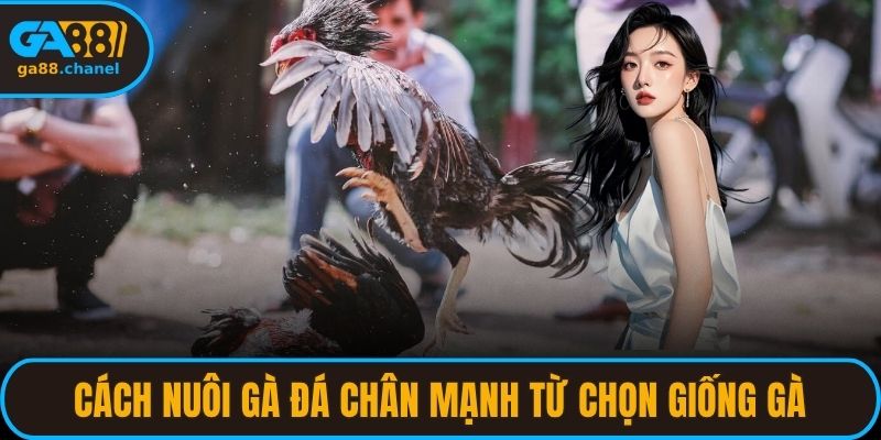 Cách nuôi gà đá chân mạnh từ chọn giống gà