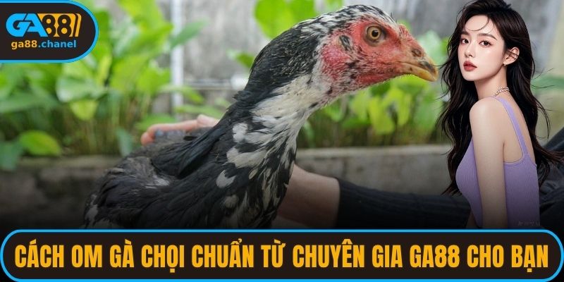 Cách om gà chọi chuẩn nhất từ chuyên gia GA88 cho bạn