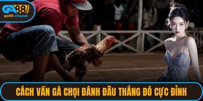 cách vần gà chọi đánh đâu thắng đó