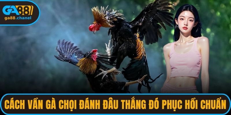 Cách vần gà chọi đánh đâu thắng đó phục hồi chuẩn