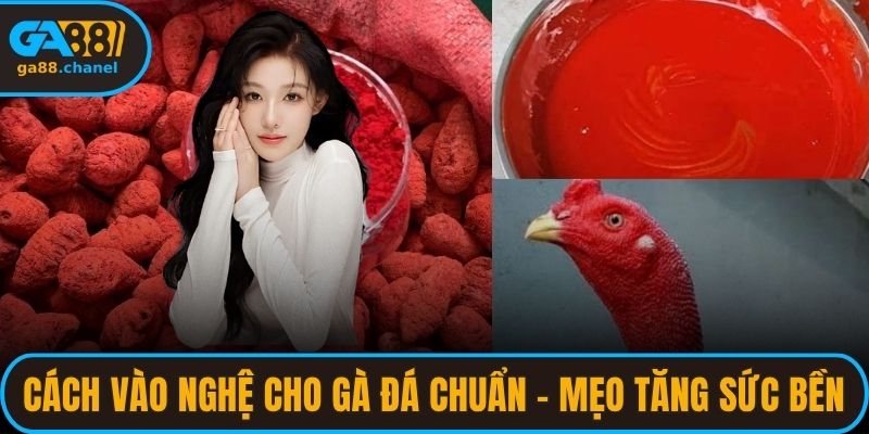 cách vào nghệ cho gà đá