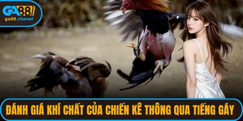 Đánh giá khí chất của chiến kê thông qua tiếng gáy tròn