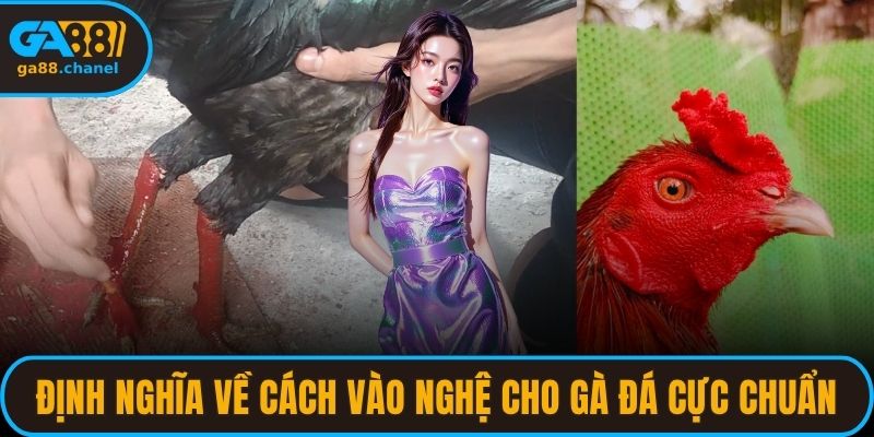 Định nghĩa về cách vào nghệ cho gà đá cực chuẩn