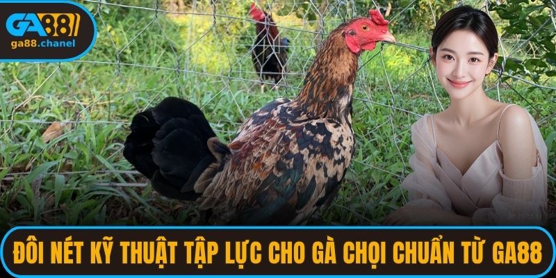 Đôi nét kỹ thuật tập lực cho gà chọi chuẩn từ GA88