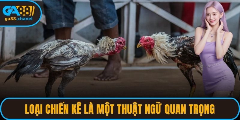 Loại chiến kê là một trong những thuật ngữ quan trọng