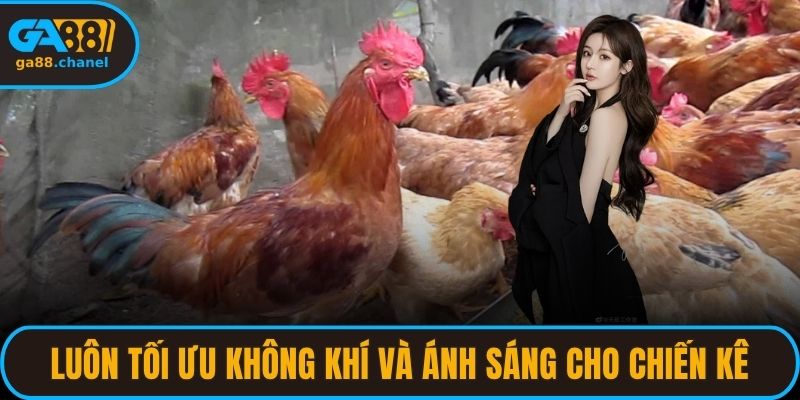 Luôn tối ưu không khí và ánh sáng cho chiến kê