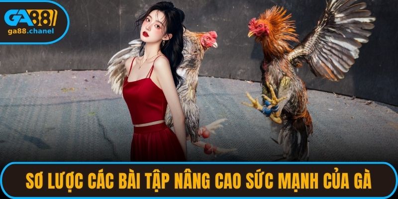 Sơ lược các bài tập nâng cao sức mạnh của gà