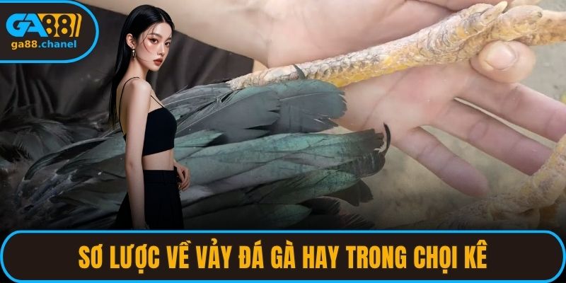 Sơ lược về vảy đá gà hay trong chọi kê
