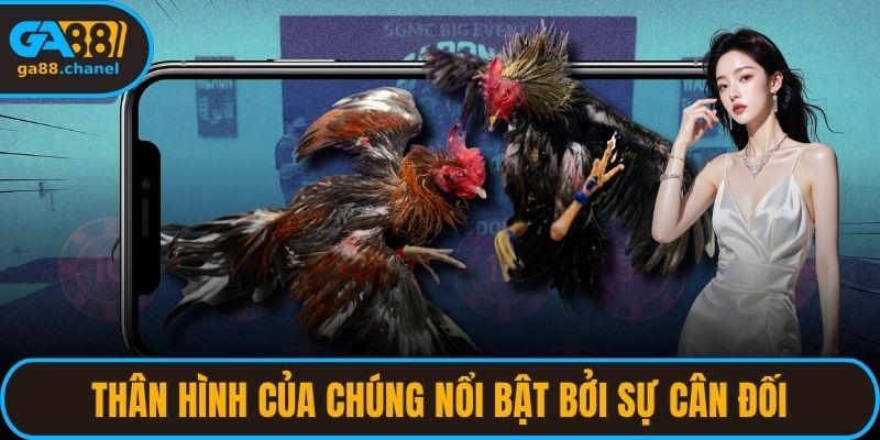 Thân hình của chúng nổi bật bởi sự cân đối