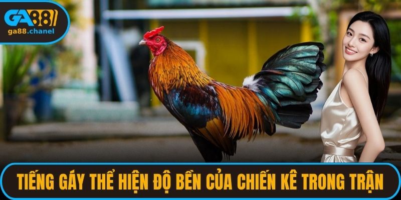 Tiếng gáy thể hiện độ bền của chiến kê trong trận
