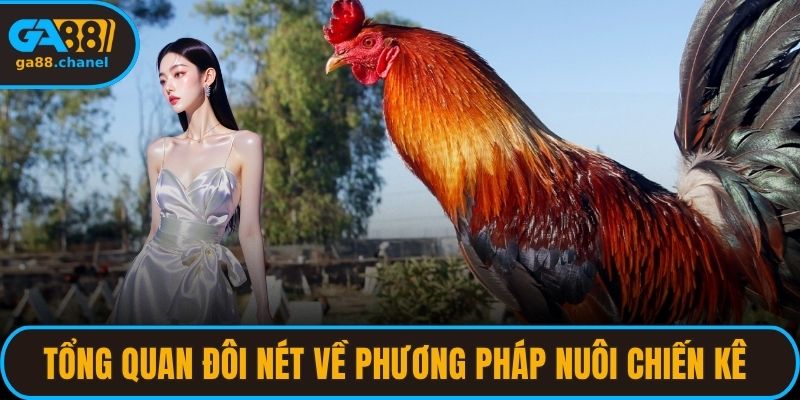 Tổng quan đôi nét về phương pháp nuôi chiến kê chuẩn