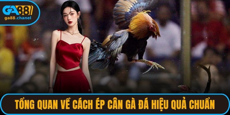 Tổng quan về cách ép cân gà đá hiệu quả chuẩn