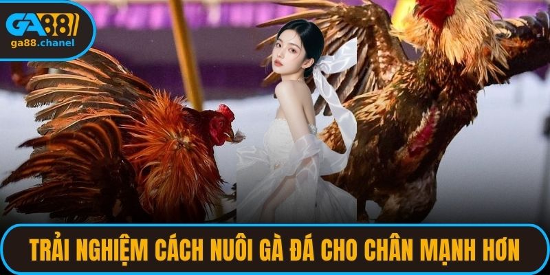 Trải nghiệm cách nuôi gà đá cho chân mạnh hơn