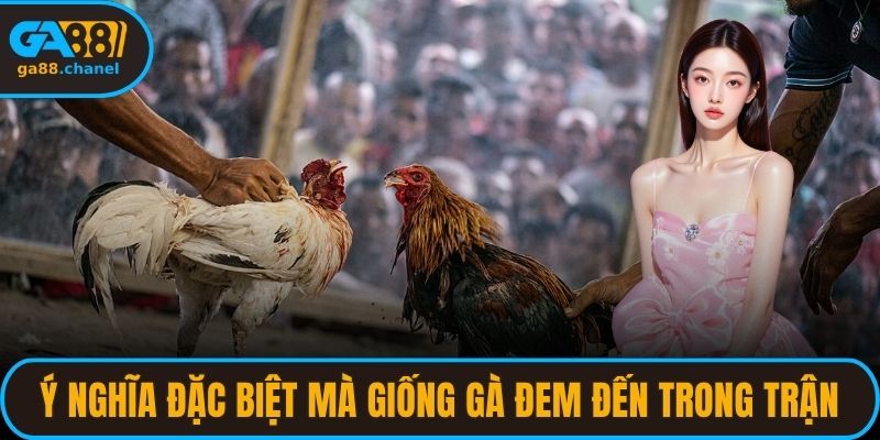 Ý nghĩa đặc biệt mà giống gà đem đến trong trận